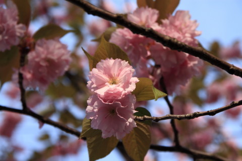 2015/4月 SIGMA17-70+30D 焦点距離70mm F/5.6 ss1/160 ISO100