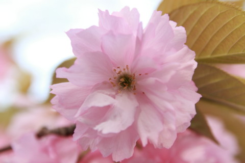 2015/4月 SIGMA17-70+30D 焦点距離70mm F/5.6 ss1/60 ISO100