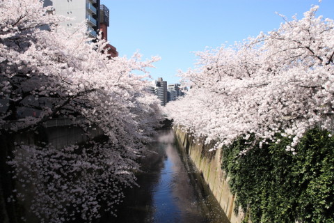 2015/3月 SIGMA17-70+30D 焦点距離17mm F/5.6 ss1/1600 ISO400