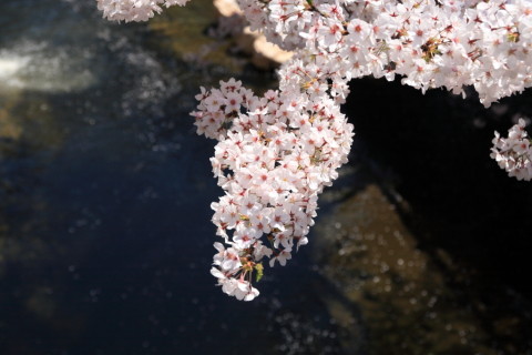 2015/3月 SIGMA17-70+30D 焦点距離49mm F/5.6 ss1/2500 ISO400