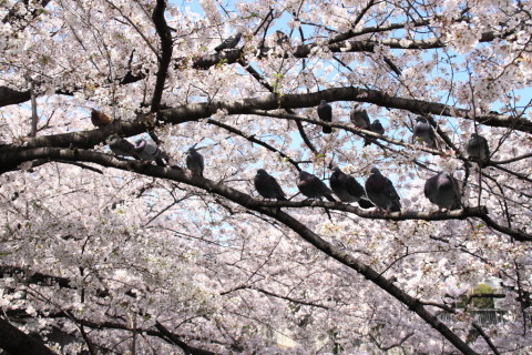 2015/3月 SIGMA17-70+30D 焦点距離23mm F/5.6 ss1/1000 ISO400