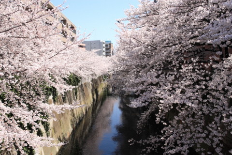2015/3月 SIGMA17-70+30D 焦点距離23mm F/5.6 ss1/1000 ISO400