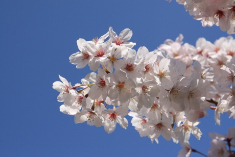 2015/3月 SIGMA17-70+30D 焦点距離70mm F/8 ss1/2000 ISO400