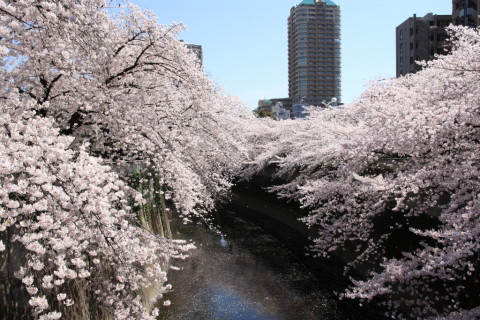 2015/3月 SIGMA17-70+30D 焦点距離23mm F/8 ss1/1000 ISO400