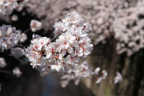 2015/3月 SIGMA17-70+30D 焦点距離70mm F/8 ss1/2000 ISO400