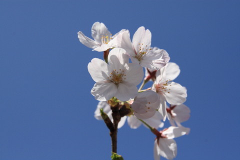 2015/3月 SIGMA17-70+30D 焦点距離70mm F/9 ss1/1600 ISO400