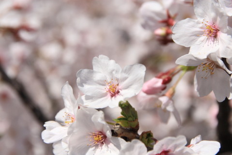 2015/3月 SIGMA17-70+30D 焦点距離70mm F/5.6 ss1/5000 ISO400