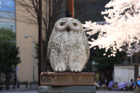 2015/3月 SIGMA17-70+30D 焦点距離70mm F/5.6 ss1/800 ISO400