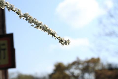 2015/4月 SIGMA17-70+30D 焦点距離70mm F/6.3 ss1/1600 ISO100