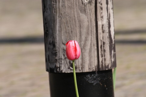 2015/4月 TAMRONsp70-300+30D 焦点距離300mm F/8 ss1/1000 ISO400