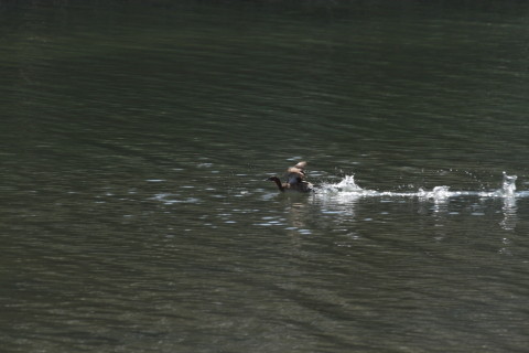 2015/4月 TAMRONsp70-300+30D 焦点距離300mm F/8 ss1/1000 ISO400