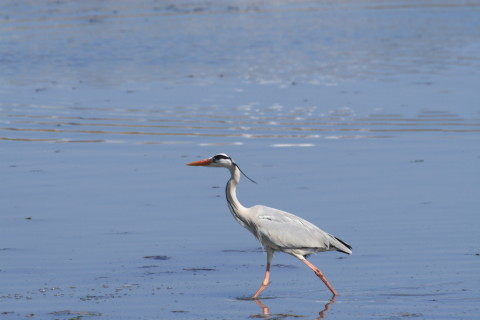 2015/4月 TAMRONsp70-300+30D 焦点距離300mm F/8 ss1/800 ISO400