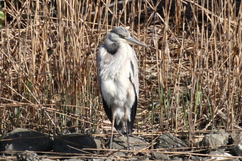 トリミング 2015/4月 TAMRONsp70-300+30D 焦点距離300mm F/8 ss1/320 ISO100