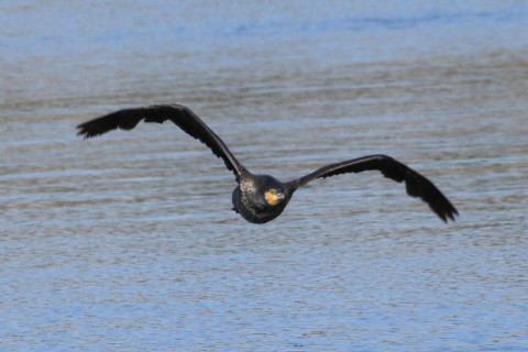 トリミング 2015/4月 TAMRONsp70-300+30D 焦点距離300mm F/8 ss1/1250 ISO400