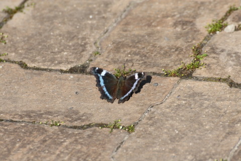 2015/4月 TAMRONsp70-300+30D 焦点距離300mm F/8 ss1/1000 ISO400