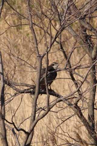 トリミング 2015/4月 TAMRONsp70-300+30D 焦点距離300mm F/8 ss1/1250 ISO400