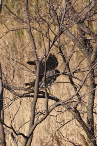 トリミング 2015/4月 TAMRONsp70-300+30D 焦点距離300mm F/8 ss1/1250 ISO400