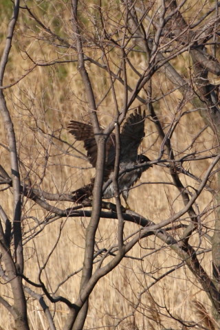 トリミング 2015/4月 TAMRONsp70-300+30D 焦点距離300mm F/8 ss1/1250 ISO400