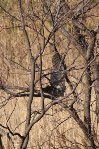 トリミング 2015/4月 TAMRONsp70-300+30D 焦点距離300mm F/8 ss1/1250 ISO400