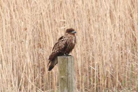 トリミング 2015/4月 TAMRONsp70-300+30D 焦点距離300mm F/8 ss1/200 ISO400