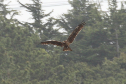 トリミング 2015/4月 TAMRONsp70-300+30D 焦点距離300mm F/8 ss1/200 ISO400