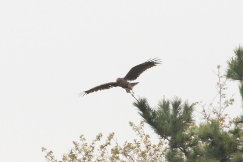 トリミング 2015/4月 TAMRONsp70-300+30D 焦点距離300mm F/8 ss1/320 ISO400