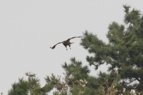 トリミング 2015/4月 TAMRONsp70-300+30D 焦点距離300mm F/8 ss1/500 ISO400