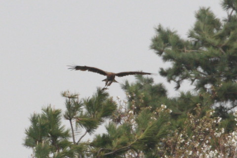 トリミング 2015/4月 TAMRONsp70-300+30D 焦点距離300mm F/8 ss1/500 ISO400