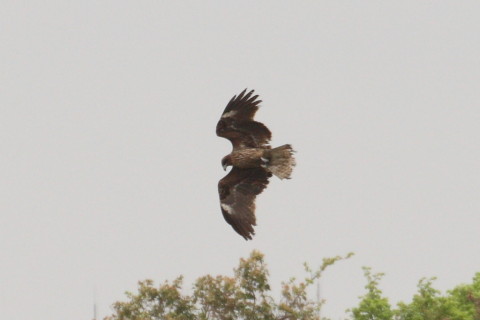 トリミング 2015/4月 TAMRONsp70-300+30D 焦点距離300mm F/8 ss1/640 ISO400