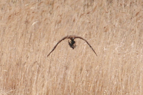 トリミング 2015/4月 TAMRONsp70-300+30D 焦点距離300mm F/8 ss1/640 ISO400