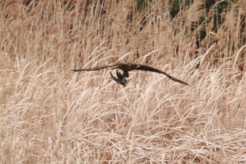 トリミング 2015/4月 TAMRONsp70-300+30D 焦点距離300mm F/8 ss1/640 ISO400