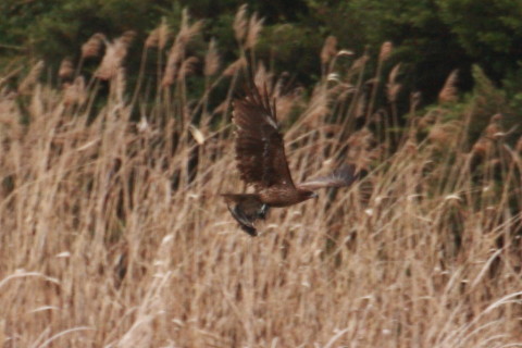 トリミング 2015/4月 TAMRONsp70-300+30D 焦点距離300mm F/8 ss1/640 ISO400