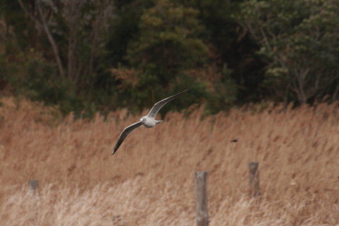  2015/4月 TAMRONsp70-300+30D 焦点距離300mm F/8 ss1/1250 ISO400