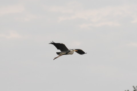  2015/4月 TAMRONsp70-300+30D 焦点距離300mm F/8 ss1/1250 ISO400