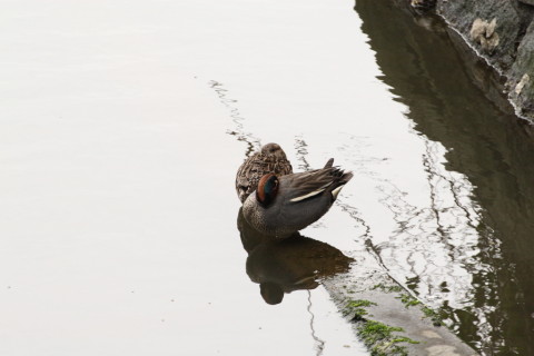 2015/4月 TAMRONsp70-300+30D 焦点距離300mm F/8 ss1/125 ISO200