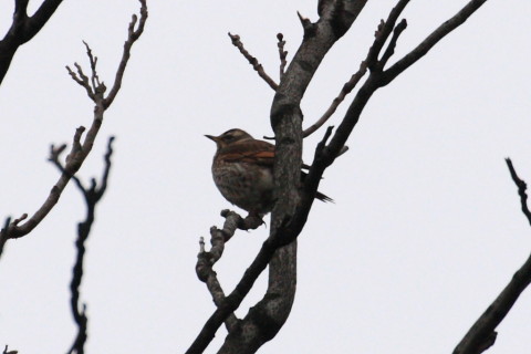 トリミング 2015/4月 TAMRONsp70-300+30D 焦点距離300mm F/8 ss1/1250 ISO400