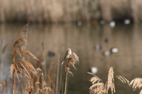 2015/4月 TAMRONsp70-300+30D 焦点距離300mm F/8 ss1/1000 ISO400