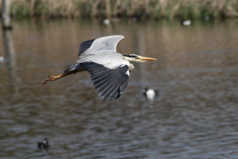 2015/4月 TAMRONsp70-300+30D 焦点距離300mm F/8 ss1/1600 ISO400
