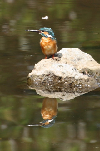 トリミング 2015/4月 TAMRONsp70-300+30D 焦点距離300mm F/8 ss1/320 ISO400
