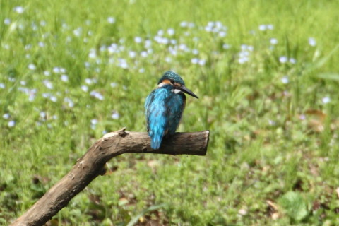 トリミング 2015/4月 TAMRONsp70-300+30D 焦点距離300mm F/8 ss1/640 ISO400