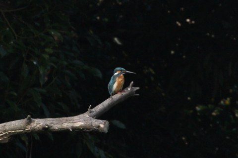 トリミング 2015/4月 TAMRONsp70-300+30D 焦点距離300mm F/8 ss1/500 ISO400