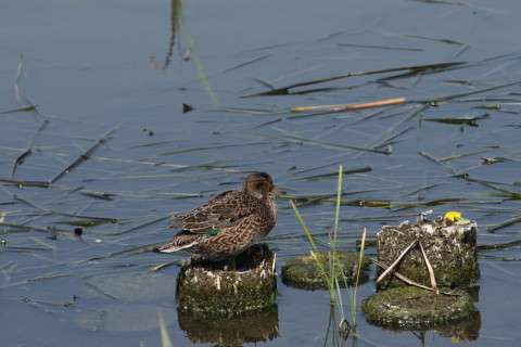 2015/4月 TAMRONsp70-300+30D 焦点距離300mm F/8 ss1/250 ISO100