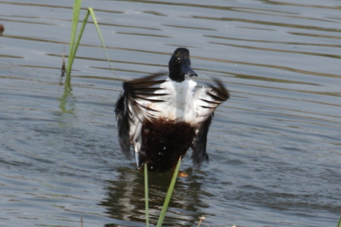 トリミング 2015/4月 TAMRONsp70-300+30D 焦点距離300mm F/8 ss1/800 ISO400