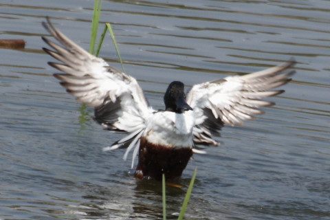 トリミング 2015/4月 TAMRONsp70-300+30D 焦点距離300mm F/8 ss1/800 ISO400