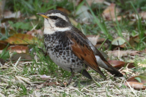 トリミング 2015/4月 TAMRONsp70-300+30D 焦点距離300mm F/8 ss1/250 ISO400