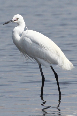 トリミング 2015/4月 TAMRONsp70-300+30D 焦点距離300mm F/8 ss1/2000 ISO400