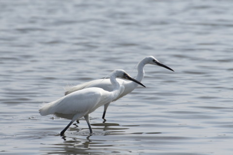 2015/4月 TAMRONsp70-300+30D 焦点距離300mm F/8 ss1/2000 ISO400