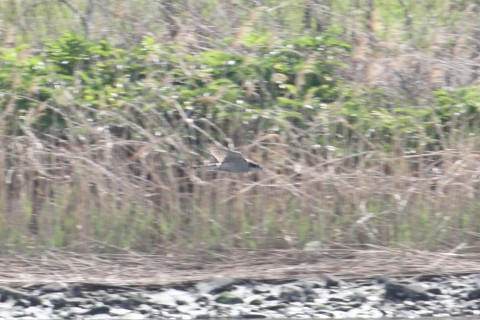 トリミング 2015/4月 TAMRONsp70-300+30D 焦点距離300mm F/8 ss1/500 ISO400