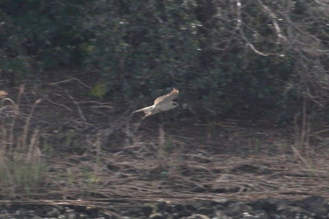 トリミング 2015/4月 TAMRONsp70-300+30D 焦点距離300mm F/8 ss1/500 ISO400