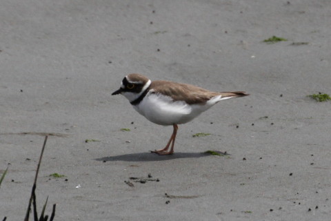 トリミング 2015/4月 TAMRONsp70-300+30D 焦点距離300mm F/8 ss1/2000 ISO400